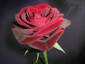 Red rose, flowers, roses HD wallpaper