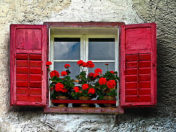 flowers, pelargonia, window, red HD wallpaper