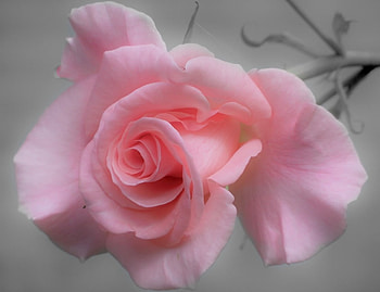 PINK ROSE, ROSE, , PINK, PALE HD wallpaper