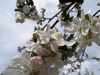 Plants, Flowers, Insects, Cherry, Bees HD wallpaper