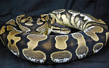 Bullsnake Gopher, snake, reptiles, big, animals HD wallpaper