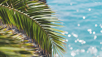 summer , Warm and sunny, Nature's vibrant colors, Sunny vibes HD wallpaper