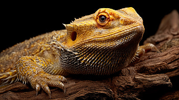 Bearded Dragon Reptile, reptile, Bearded Dragon, lizard, close-up, pet HD wallpaper