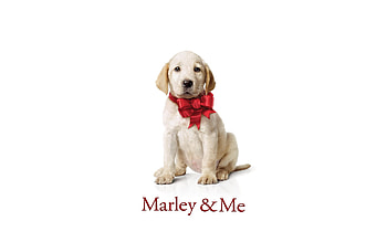 Marley and Me, Heartwarming tale, Mischievous dog, Unbreakable bond HD wallpaper
