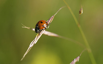 Grass, Macro, Insect, Ladybug, Crawl, Cow, God, God's HD wallpaper