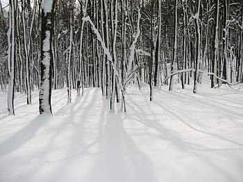 Winter Forest, winter, trees, forest, snow HD wallpaper
