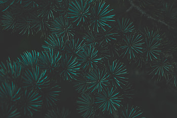 Pine, Macro, Dark, Branch HD wallpaper