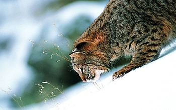 Animals, Attentiveness, Mindfulness, Predator's Gaze, Predator's View, Cat Is Wild, Cat Wild HD wallpaper