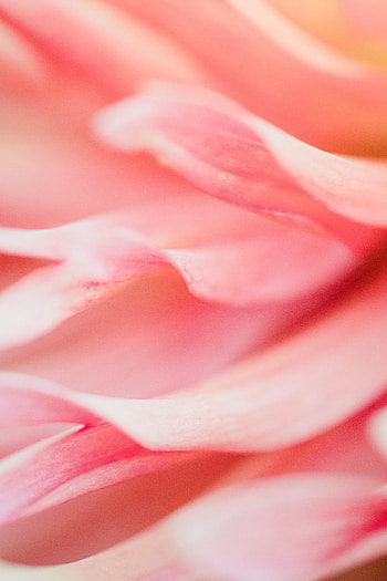 Pink, Flower, Macro, Petals HD phone wallpaper