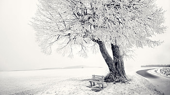 Landscape, Winter, Trees, Objects, Snow HD wallpaper