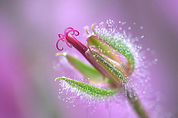 Amazing Flower, beautiful, amazing, , flower HD wallpaper