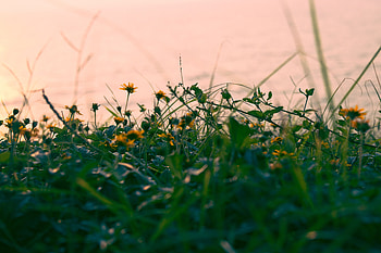 Flowers, Grass, Plant, Macro, Greens HD wallpaper