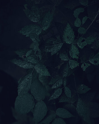 Leaves, Bush, Plant, Dark, Branches, Veins HD phone wallpaper