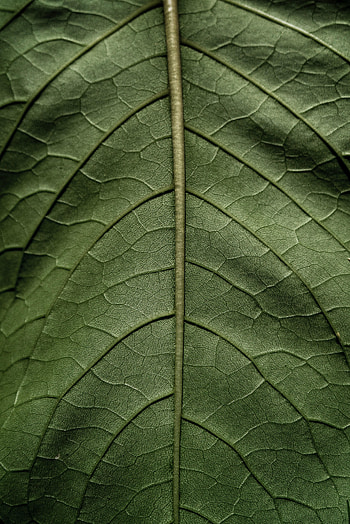 Macro, Sheet, Leaf, Stem, Stalk HD phone wallpaper