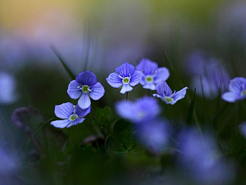 Flowers, blue, beautiful, nature HD wallpaper