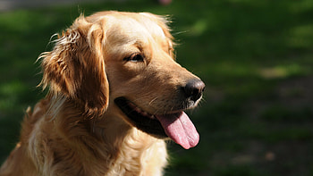 Golden Retriever , Ultra backgrounds, Radiant beauty, Perfect screen adornment HD wallpaper