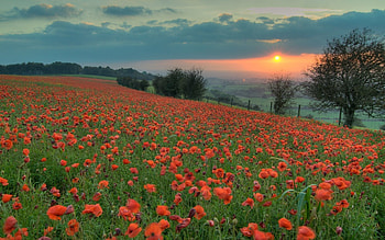 Nature, Flowers, Sunset, Poppies, Field, Evening HD wallpaper