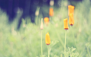 Flowers, Grass, Background, Macro, Shine, Light HD wallpaper