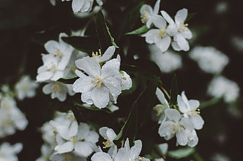 Flowers, Drops HD wallpaper