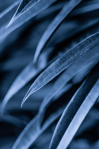 Leaves, Plant, Macro, Dark HD phone wallpaper