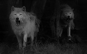 'Ghostly wolves