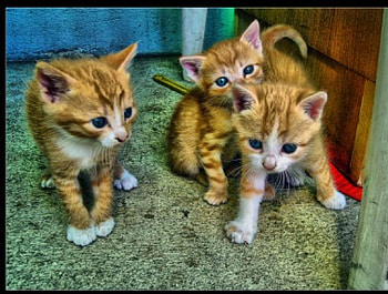kis predtorok r cicuk kiskittyk, pisi, gato, kitty, cat, miaov, kedi HD wallpaper