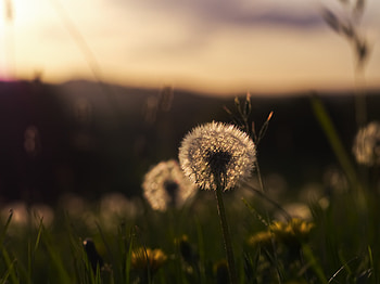 Nature, Grass, Plant, Macro, Dandelion, Fluff, Fuzz HD wallpaper