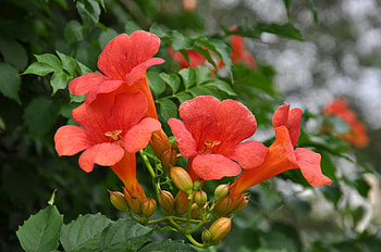 Campsis, summer, liana, flower, green, red, luleaua turcului HD wallpaper