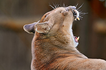 Animals, Puma, Muzzle, To Yawn, Yawn HD wallpaper