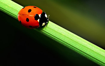 Grass, Macro, Stains, Spots, Ladybug, Crawl, Ladybird HD wallpaper