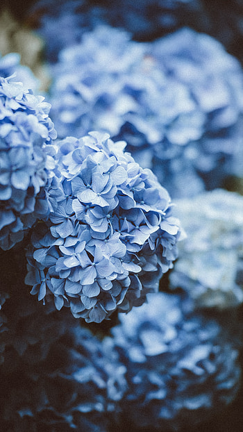 Light Blue, Hydrangea HD phone wallpaper