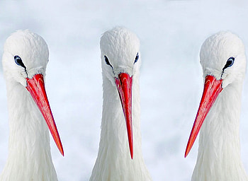 Red Beaks, cool HD wallpaper