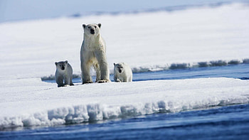 Animals, Snow, Young, Family, Cubs, White Bears, Polar Bears HD wallpaper