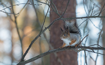 Animals, Squirrel HD wallpaper