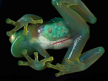 Glass Frog, nature, frog, green, tree HD wallpaper