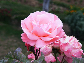 Pink roses, flowers, roses HD wallpaper