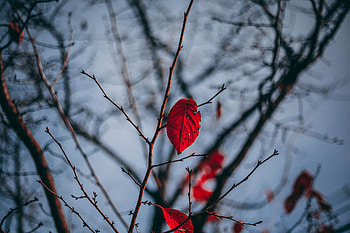 Leaves, Macro, Blur, Smooth, Branch HD wallpaper