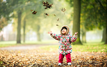 Baby Chicks HD wallpaper