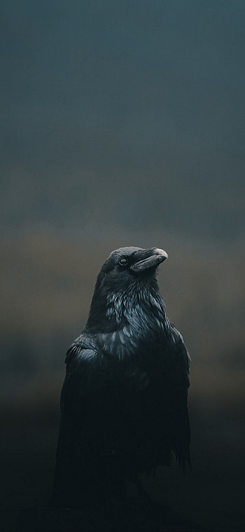 Raven , Dark beauty, Mysterious creature, Supernatural HD phone wallpaper