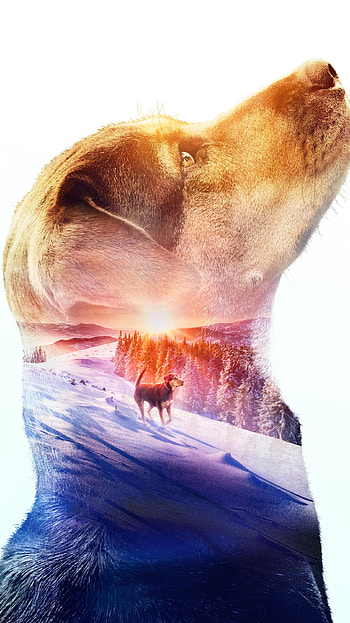 A Dog& HD phone wallpaper