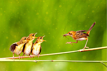 The Good Mother 2598x1729, birds, green, mother, babies, nature, spring, food HD wallpaper