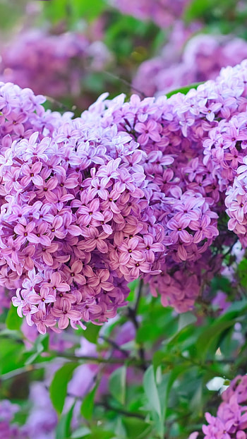 Lilac, Adorable Flower HD phone wallpaper