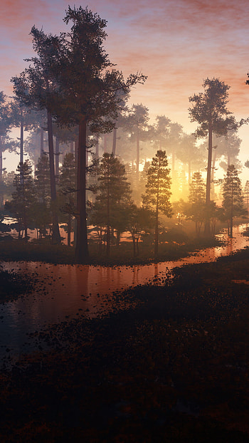 Morning in the forest, Stunning beauty, Captivating landscapes, Nature's tranquility HD phone wallpaper