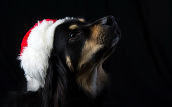 Animals, New Year, Dog, Muzzle, Cap HD wallpaper