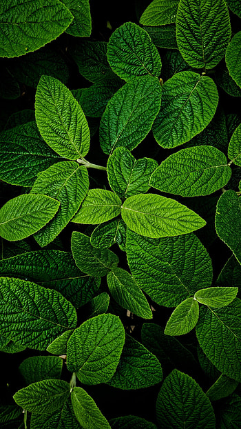 Leaves, Biology HD phone wallpaper