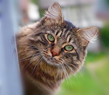 Beautiful Greeneyes for Cinzia, closeup, greeneyes, cat, beautiful art HD wallpaper
