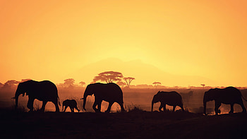 African elephant, Natural habitat, Giant tusks, Wildlife graphy HD wallpaper