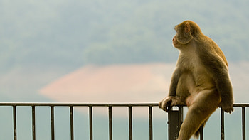 monkey, profile, baby HD wallpaper