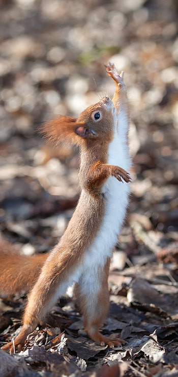 Animal, squirrel HD phone wallpaper