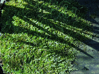 Shadows On Forest Moss, graphy, Summer, Forest, Nature, Shadows, Moss HD wallpaper